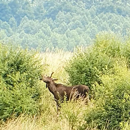 Wyskok 1 - Dom Z Widokiem