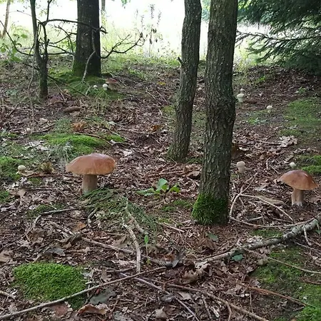 Villa Wyskok 1 - Dom Z Widokiem Srokowo