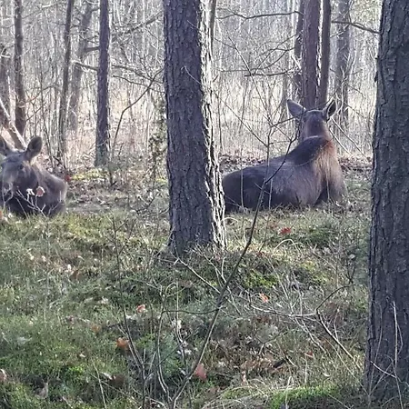 Wyskok 1 - Dom Z Widokiem Villa