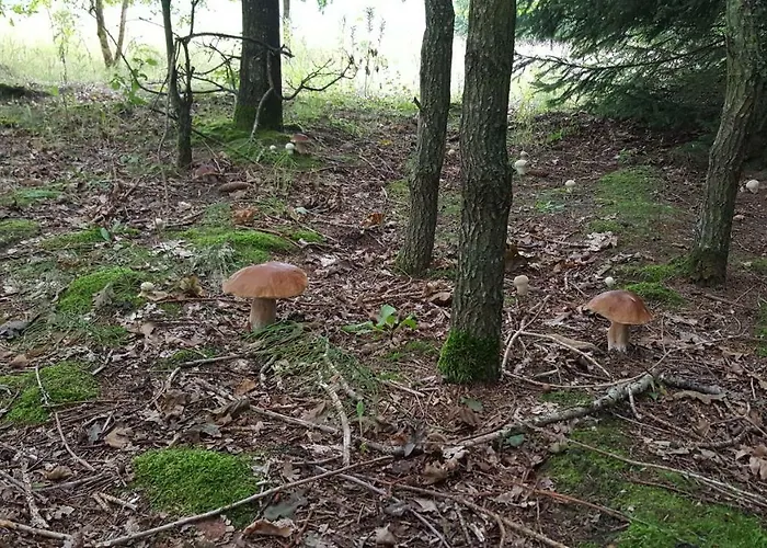 Villa Wyskok 1 - Dom Z Widokiem Srokowo
