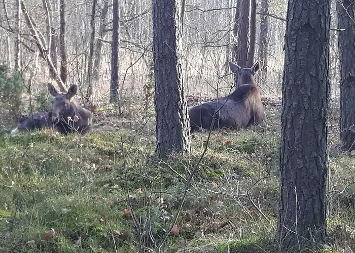 Wyskok 1 - Dom Z Widokiem Villa